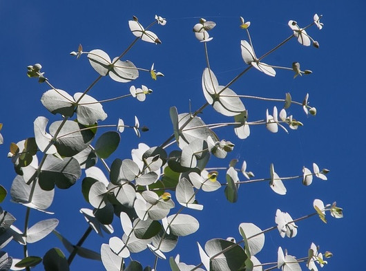 Frantsila Eukalyptus eteerinen öljy 10ml
