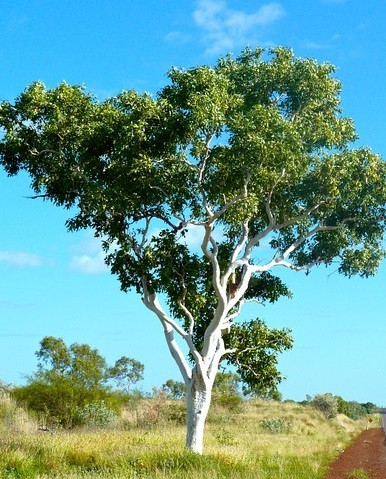 Frantsila Eukalyptus eteerinen öljy 10ml