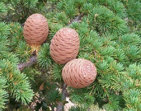 Frantsila Setri eteerinen öljy 10ml