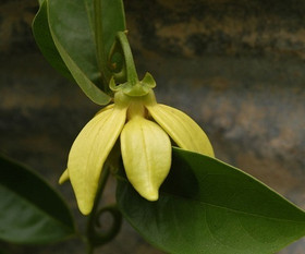 Frantsila Ylang Ylang eteerinen öljy 10ml