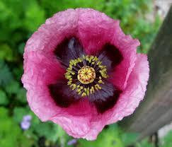 Opium suitsuke (GR) 20g