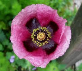 Opium suitsuke (Hem)