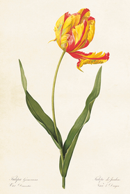 Postikortti vintage Tulppaani