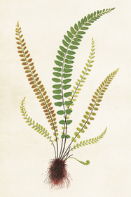 Postikortti vintage Saniainen 6