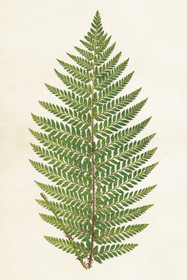 Postikortti vintage Saniainen 7