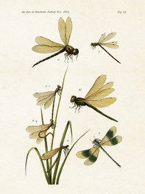 Juliste vintage 'Korennot' 18*24cm