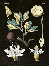 Juliste vintage 'Siemenkota' 18*24cm