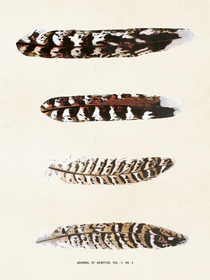 Juliste vintage 'Sulka 3' 18*24cm