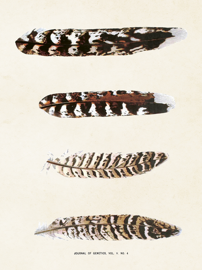 Julistekortti vintage 'Sulka 3' 18*24cm