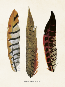 Juliste vintage 'Sulka 4' 18*24cm