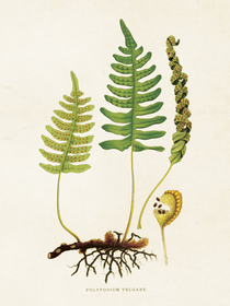 Juliste vintage 'Saniainen 5' 18*24cm