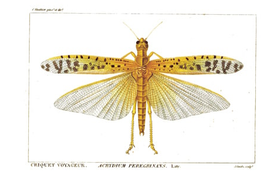 Pakettikortti vintage 'Heinäsirkka'