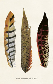 Pakettikortti vintage 'Sulka 4'