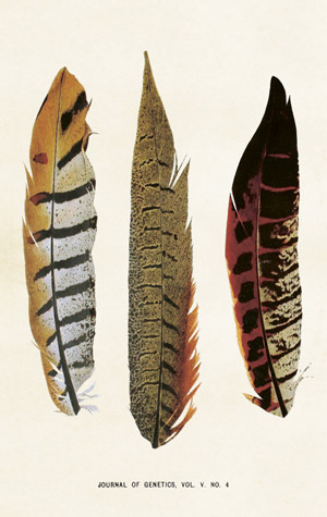 Pakettikortti vintage 'Sulka 4'