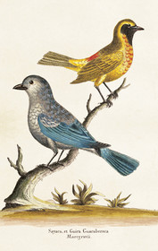 Pakettikortti vintage Linnut 'Guira Guacuberaca'