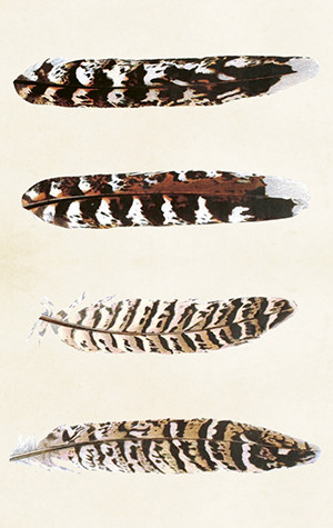 Pakettikortti vintage 'Sulka 3'