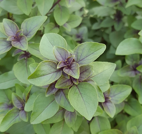 Tulsi suitsuke (Satya) 15g