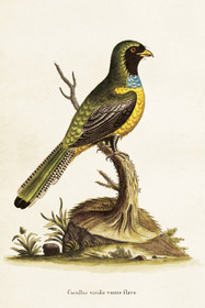 Postikortti vintage Lintu 'Cucullus'