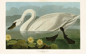 Pakettikortti vintage 'Joutsen 1'