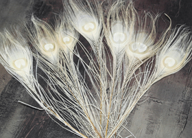 Riikinkukonsulka Kerma 25-30cm (3 kpl)