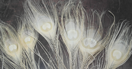 Riikinkukonsulka Kerma 25-30cm (3 kpl)