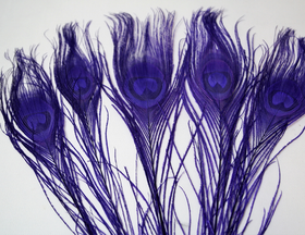 Riikinkukonsulka Violetti 25-30cm (3 kpl)