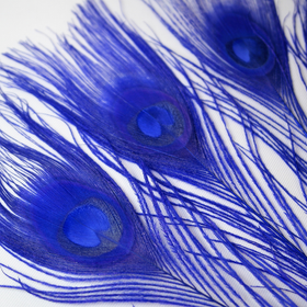 Riikinkukonsulka Sininen 25-30cm (3 kpl)