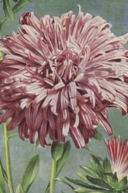 Postikortti vintage Daalia