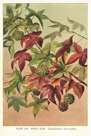 Postikortti vintage Liquidambar styraciflua