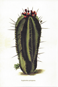 Postikortti vintage Kaktus 2