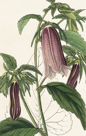 Pakettikortti vintage Kellokukka