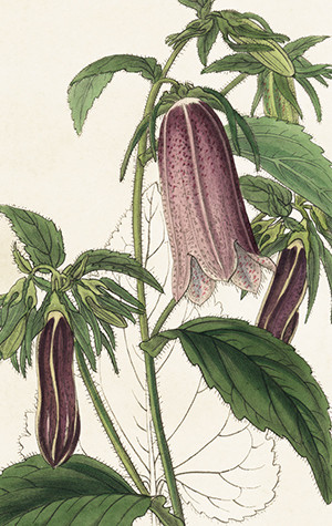 Pakettikortti vintage Kellokukka