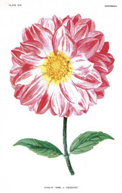 Pakettikortti vintage Daalia