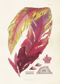 Juliste vintage 'Delesseria hookeri' 50*70cm