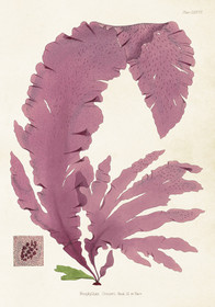 Juliste vintage 'Nitophyllum' 35*50cm