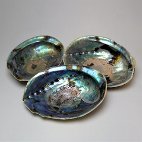 'Merikorva' Abalone simpukankuori 13-15cm