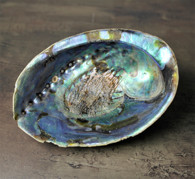'Merikorva' Abalone simpukankuori 13-15cm
