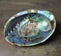 'Merikorva' Abalone simpukankuori 13-15cm