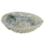 'Merikorva' Abalone simpukankuori 13-15cm