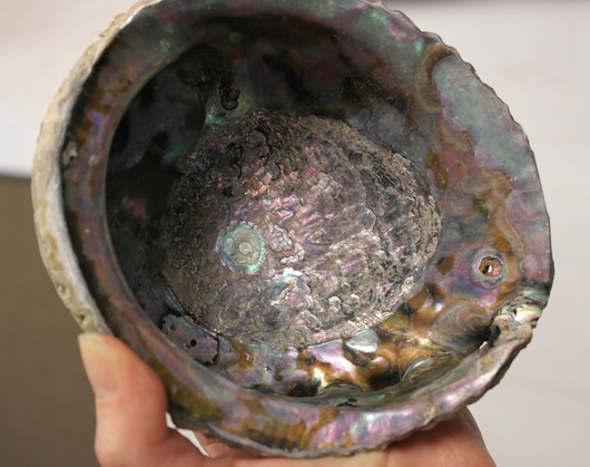 'Merikorva' Abalone simpukankuori 13-15cm
