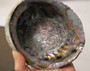 'Merikorva' Abalone simpukankuori 13-15cm