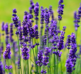 Ancient: Organic Lavender eteerinen öljy 10ml