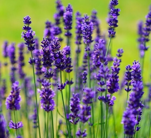 Ancient: Organic Lavender eteerinen öljy 10ml