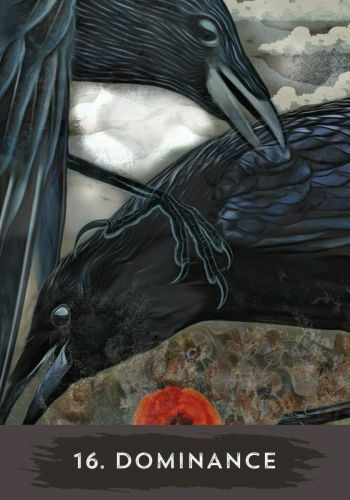 Urban Crow Oracle by MJ Cullinane