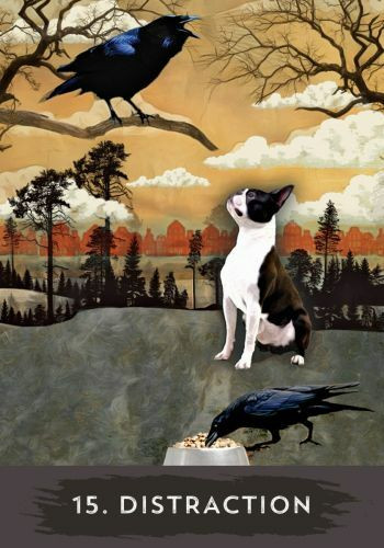 Urban Crow Oracle by MJ Cullinane