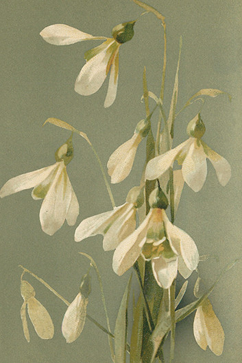 Postikortti vintage 'Lumikello'