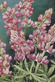 Postikortti vintage 'Lupiini'