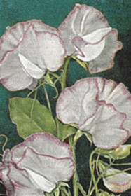 Postikortti vintage 'Kukka 2'