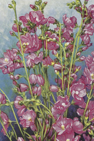 Postikortti vintage 'Malva'