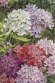 Postikortti vintage 'Kukka 4'